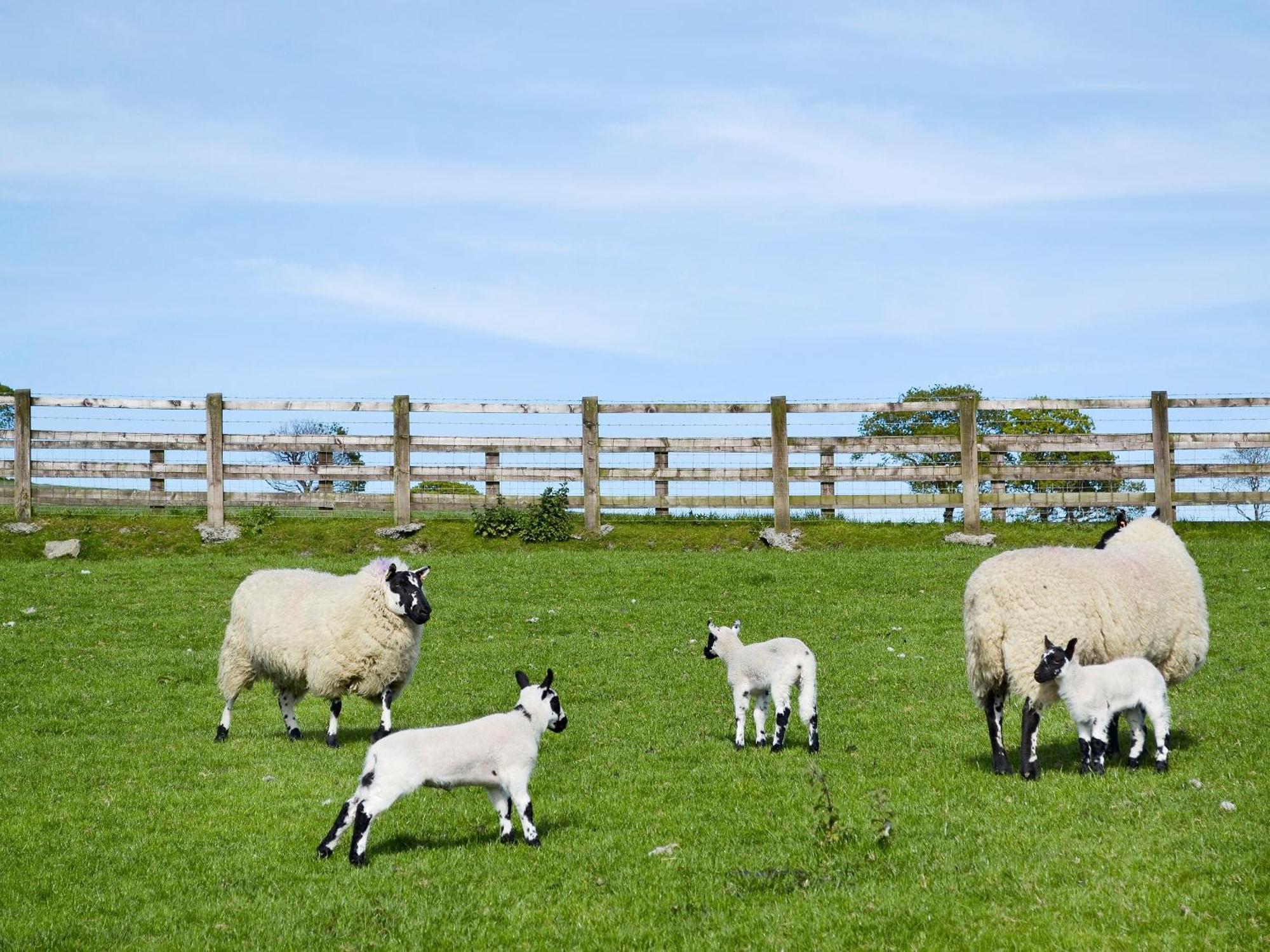 Maes Y Bryn Farmhouse Llanwrda Eksteriør billede